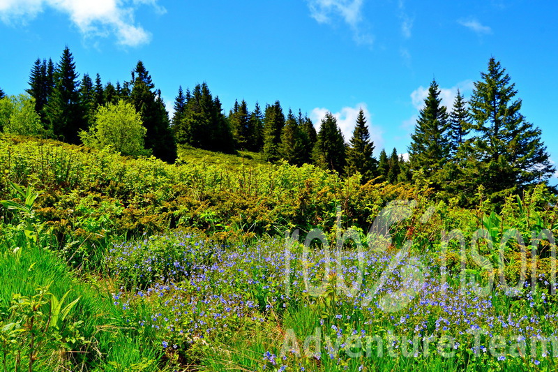 Kopaonik panorama