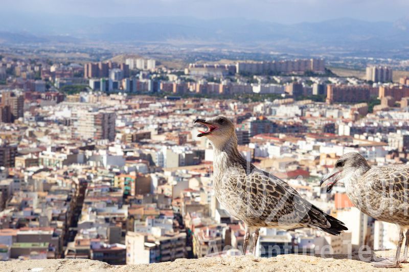 Valensija avionom - Alicante