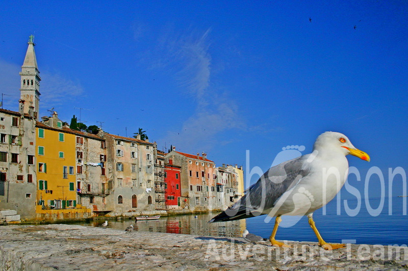 Rovinj galeb